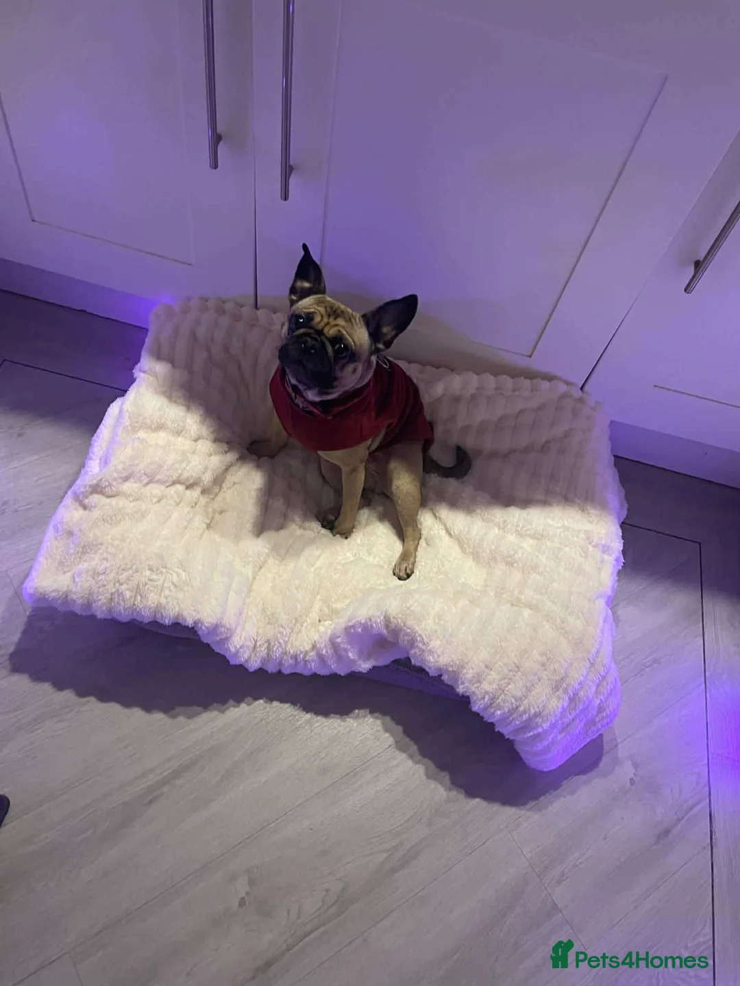 Frug dogs for sale: Frenchie  in Pontefract - Advert 4