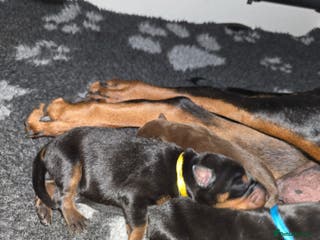 Dobermann dogs HEALTH TESTED, HOME REARED, STUNNING DOBERMAN PUPS - Advert 4