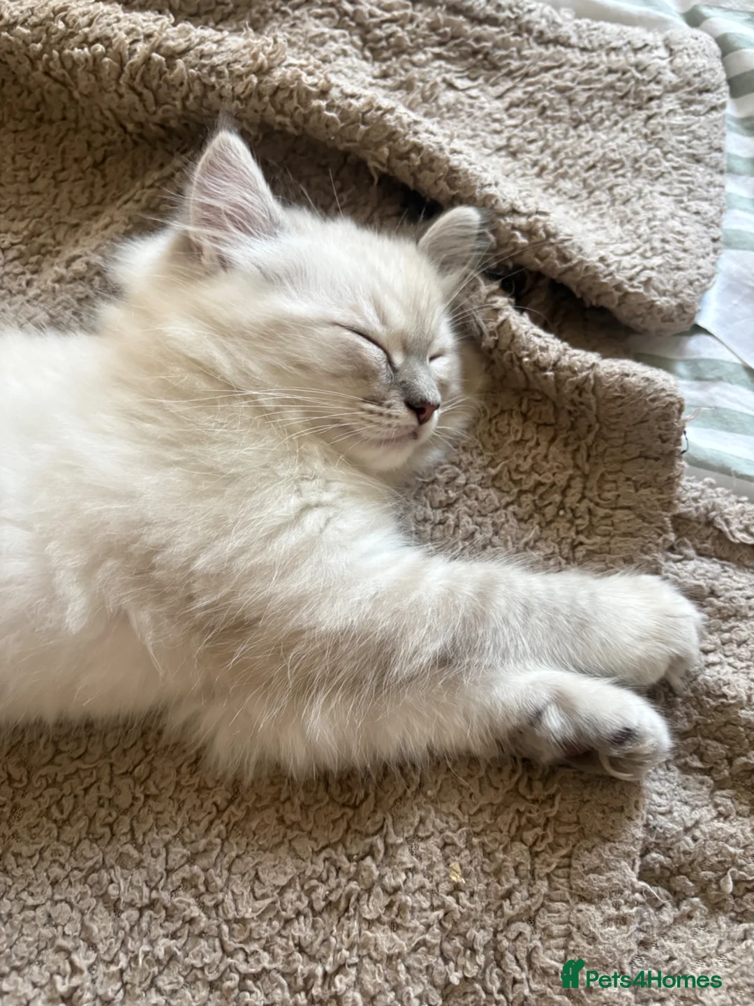 Ragdoll cats for sale: Ragdoll kitten Boy  - Advert 2