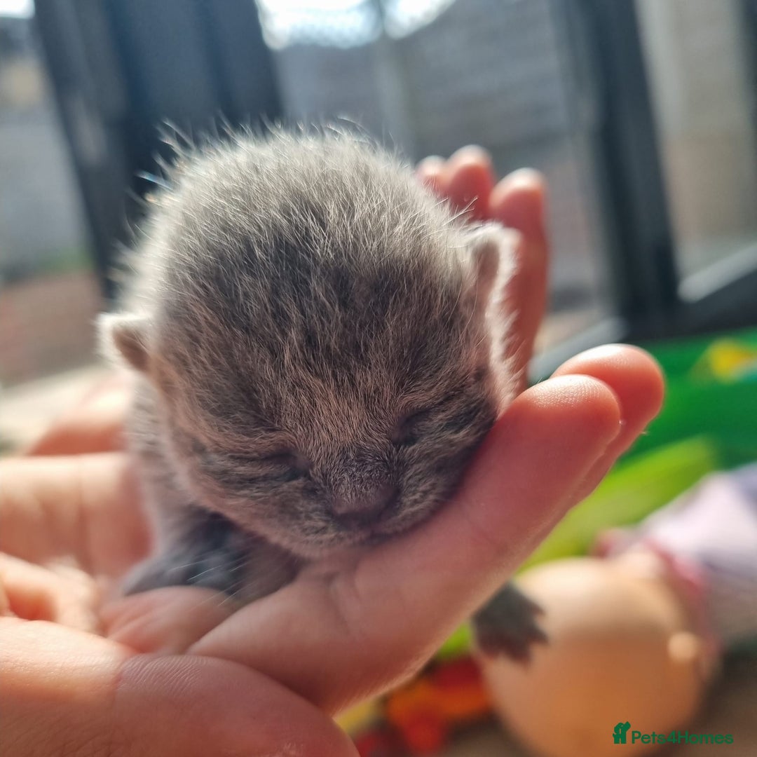 British Shorthair cats for sale: Beautiful British Short hair Blue kittens for sale - Image 4