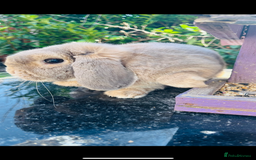 Mini Lop rabbits for sale: Long hair fluffy rabbit - Image 2