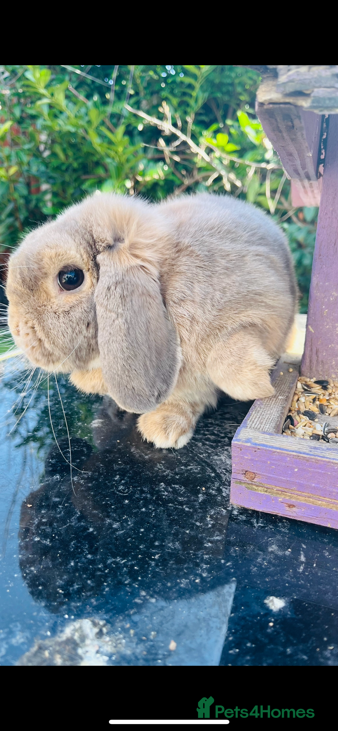 Mini Lop rabbits for sale: Long hair fluffy rabbit - Image 2