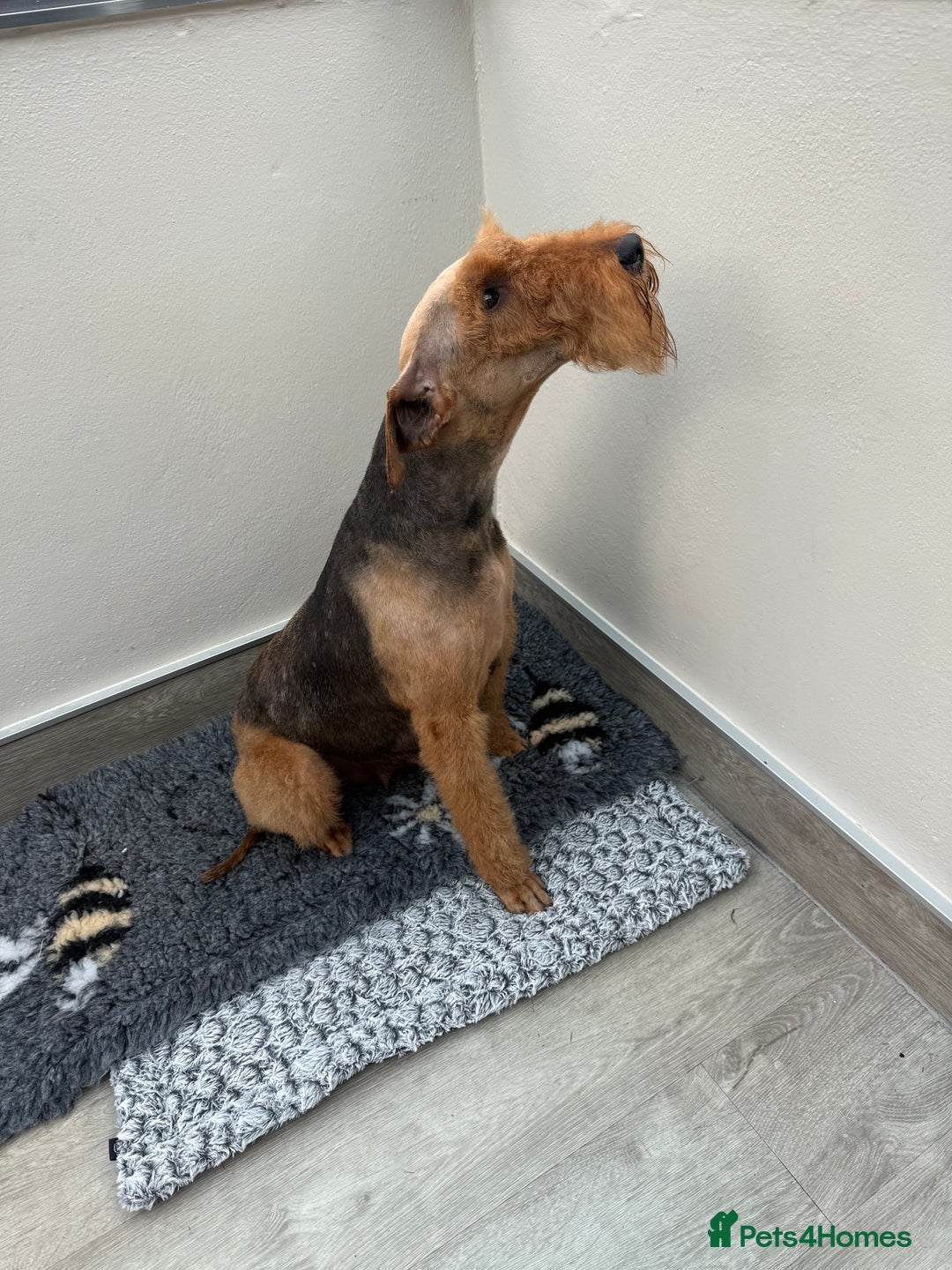 Mixed Breed dogs for sale: Airedale puppies  - Advert 11
