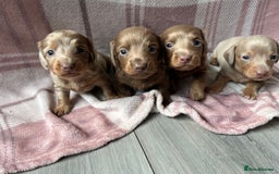 Miniature Dachshund dogs for sale: Miniature dachshunds  - Image 3