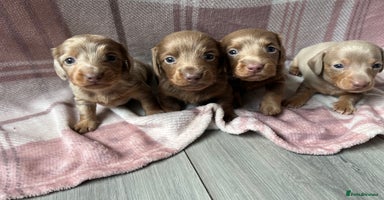 Miniature Dachshund dogs - Advert 1