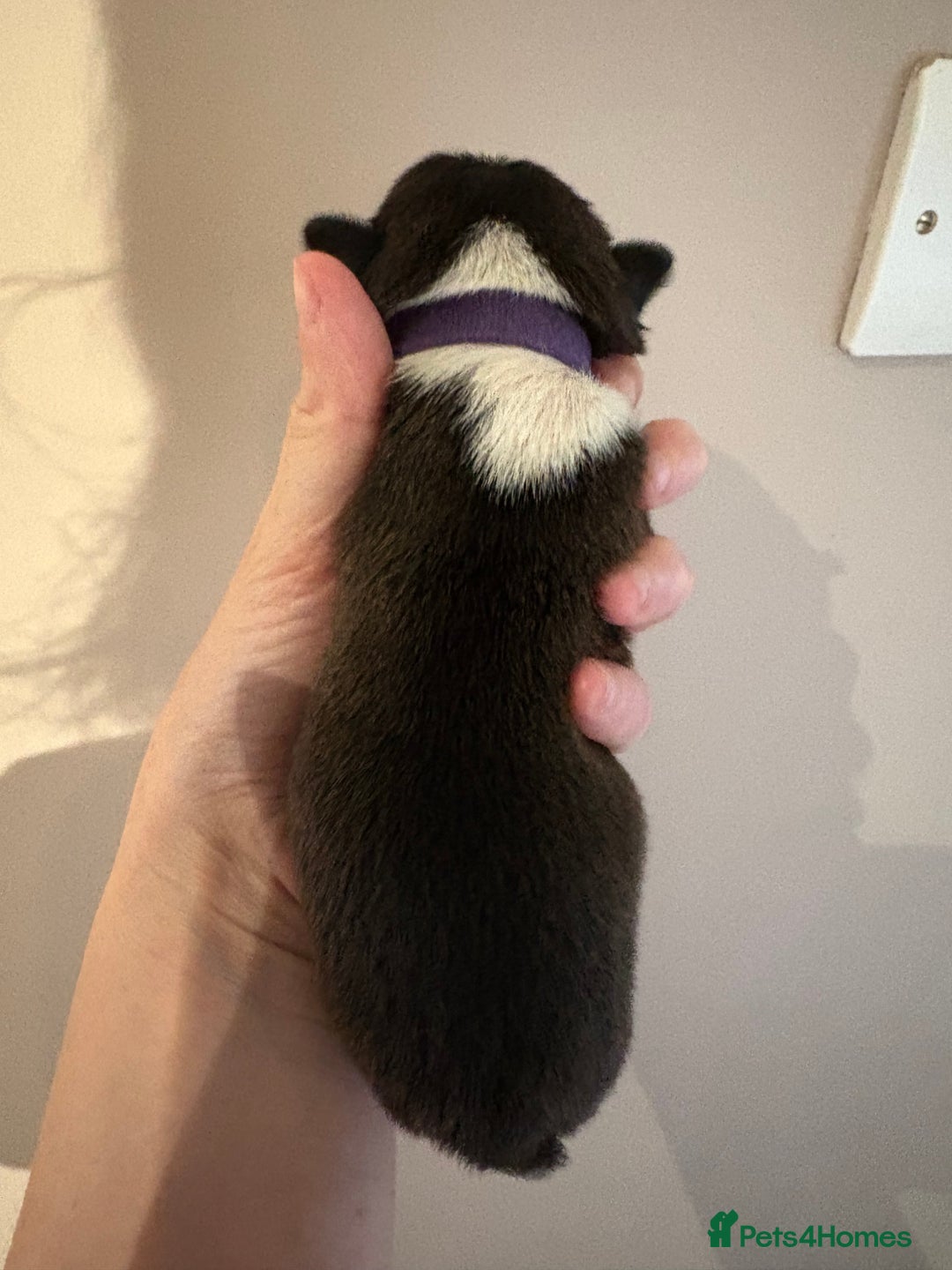 Boston Terrier dogs for sale: Stunning litter Kc reg Boston terriers  - Image 12