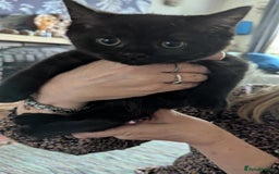 Persian cats for sale: British blue and Persian mix kittens ready now ❤️ - Image 11