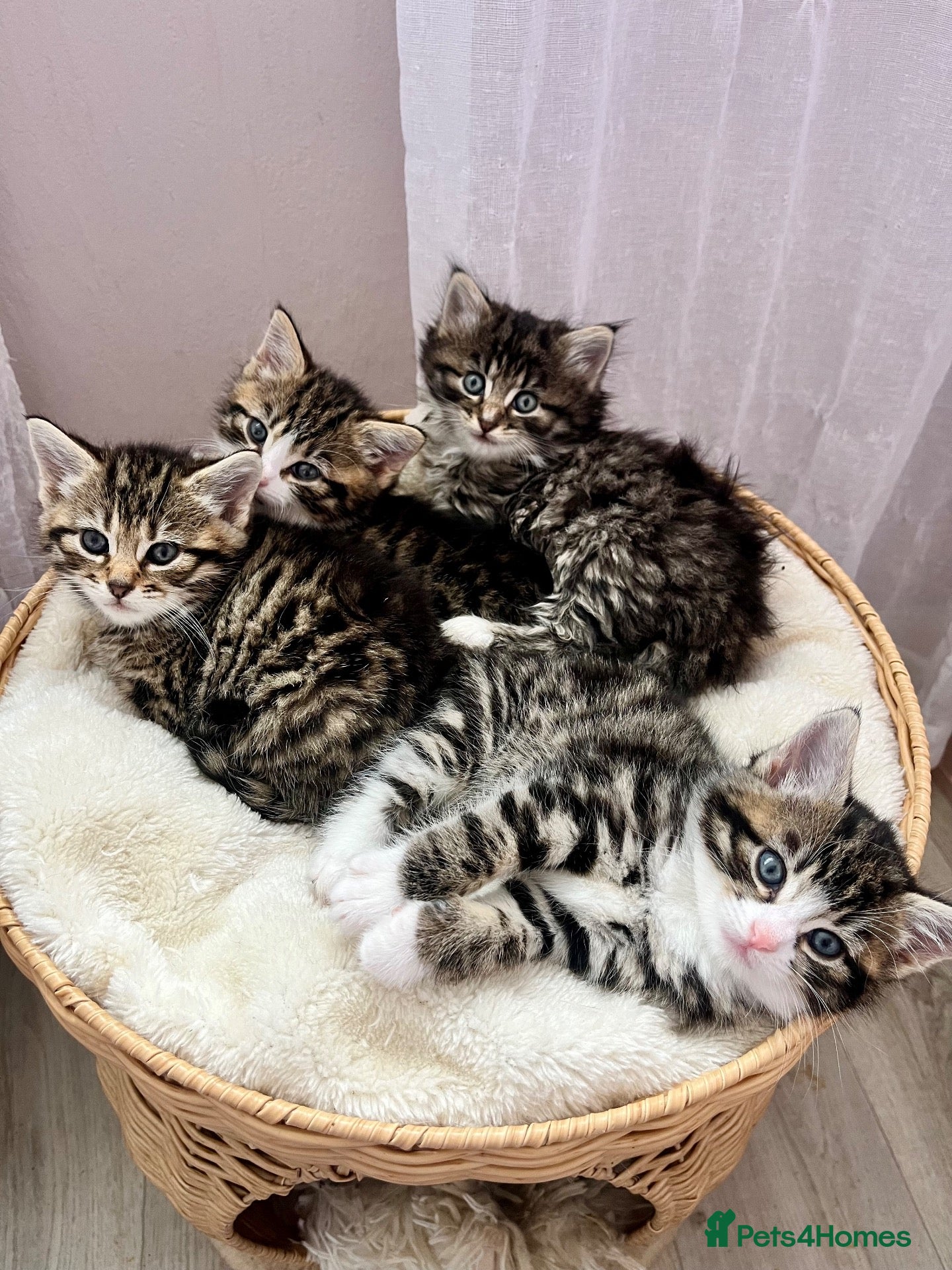 Siberian cats Gorgeous Fluffy Kittens! - Advert 20
