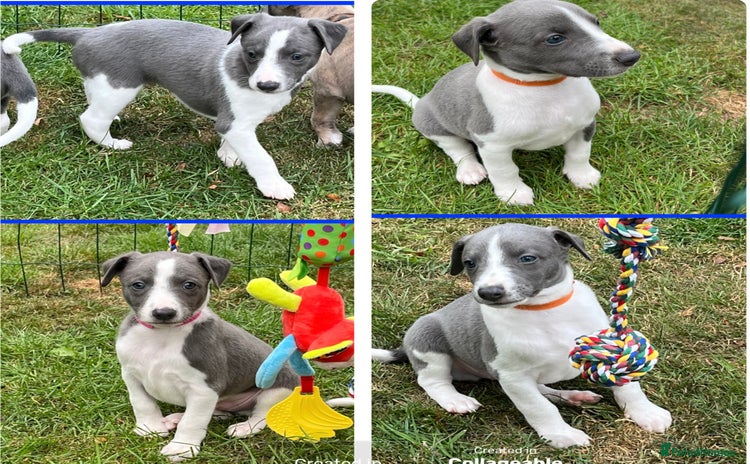 Whippet dogs - Advert 1