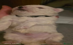 Maltese dogs for sale: Puppy maltese - Image 20