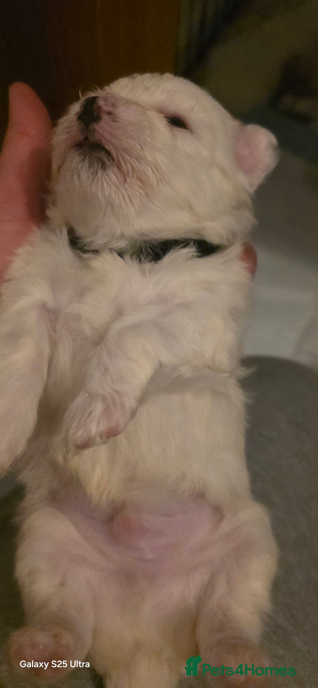 Maltese dogs for sale: Puppy maltese - Image 20