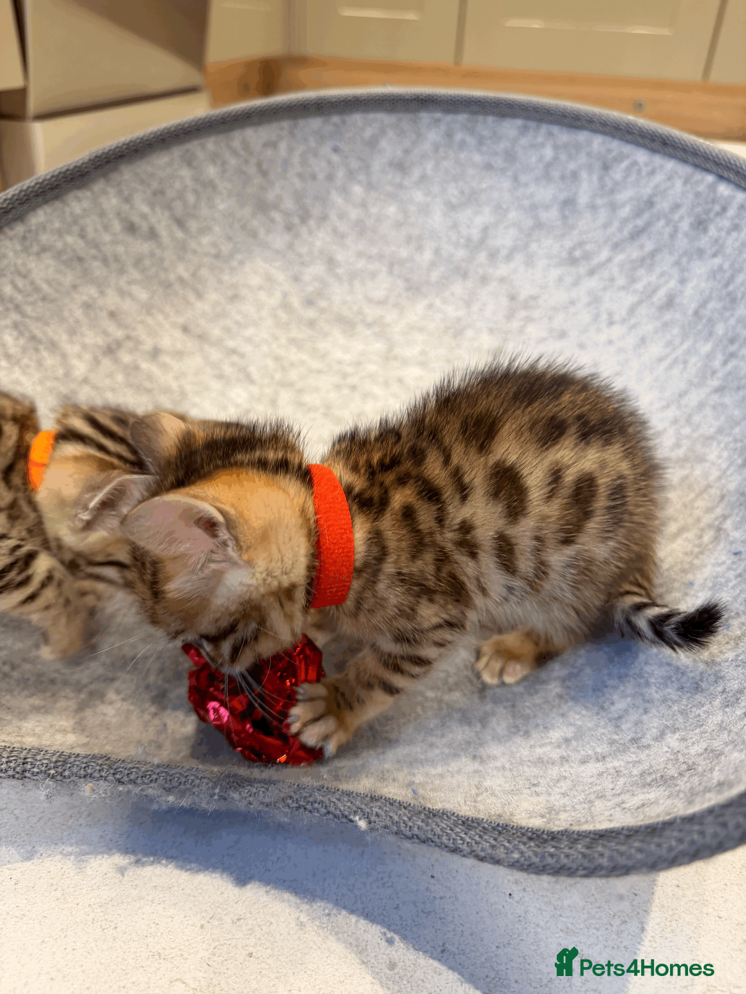 Bengal cats for sale: 🐾 Purebred Bengal Kittens for Sale 🐾 - Advert 12