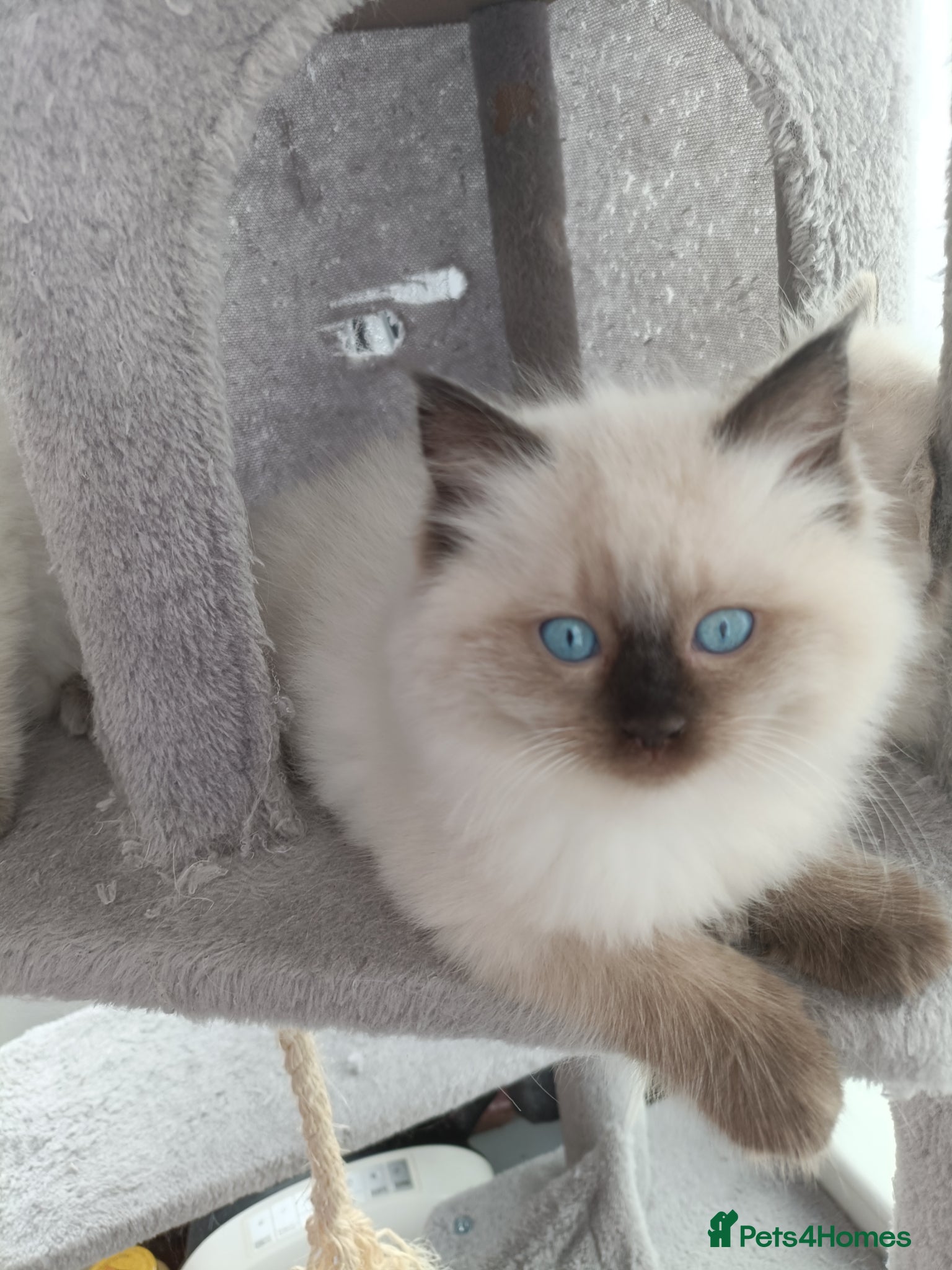 Ragdoll cats 🌸BEAUTIFUL RAGDOLL 🌸1 Boys & 1 Girl Available 🌸 - Advert 2