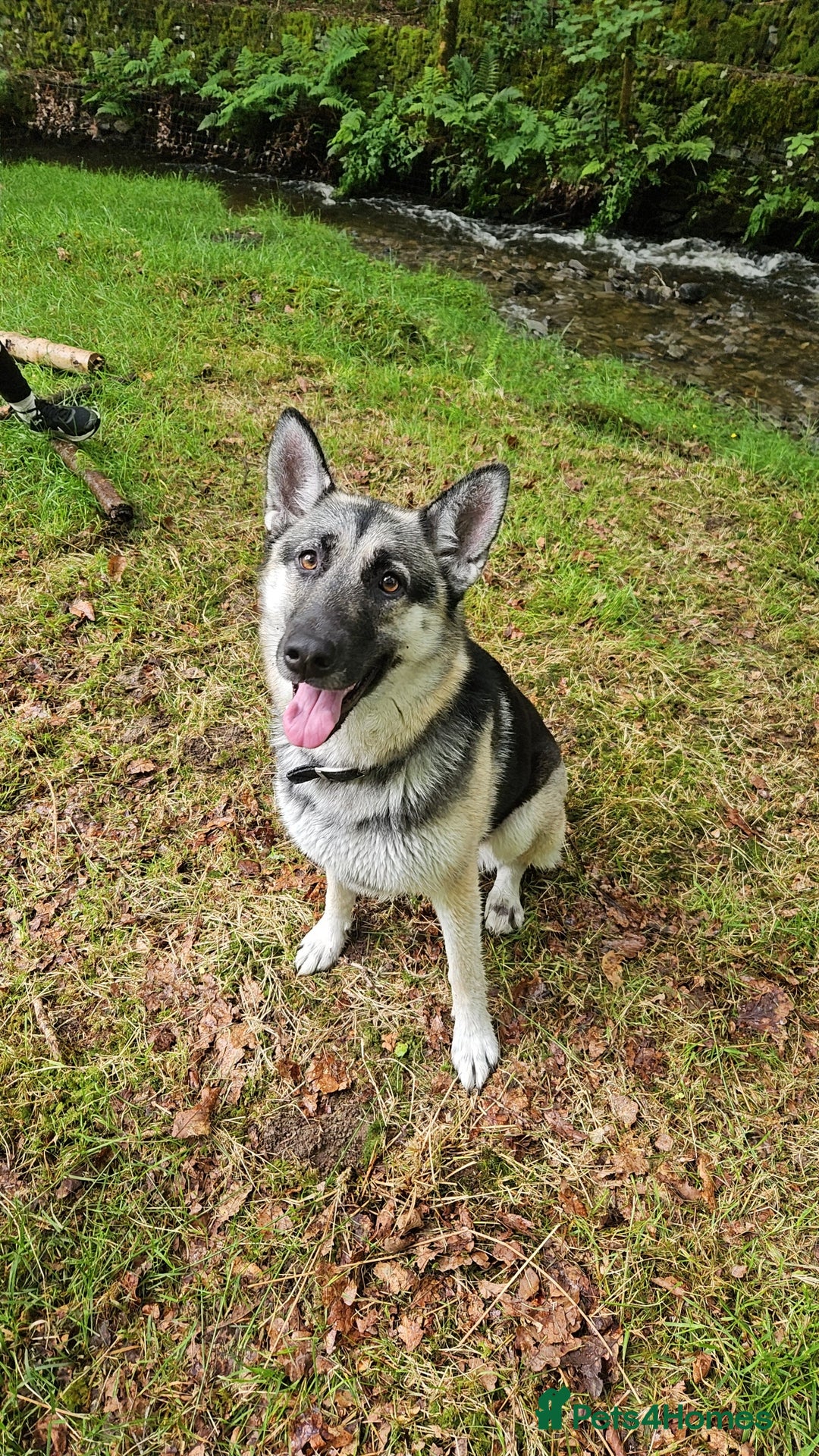 German Shepherd dogs for sale: German Shepherd Pups - Advert 1