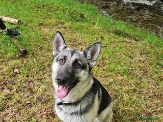 German Shepherd dogs German Shepherd Pups - Advert 5