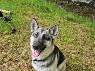 German Shepherd dogs German Shepherd Pups - Advert 18