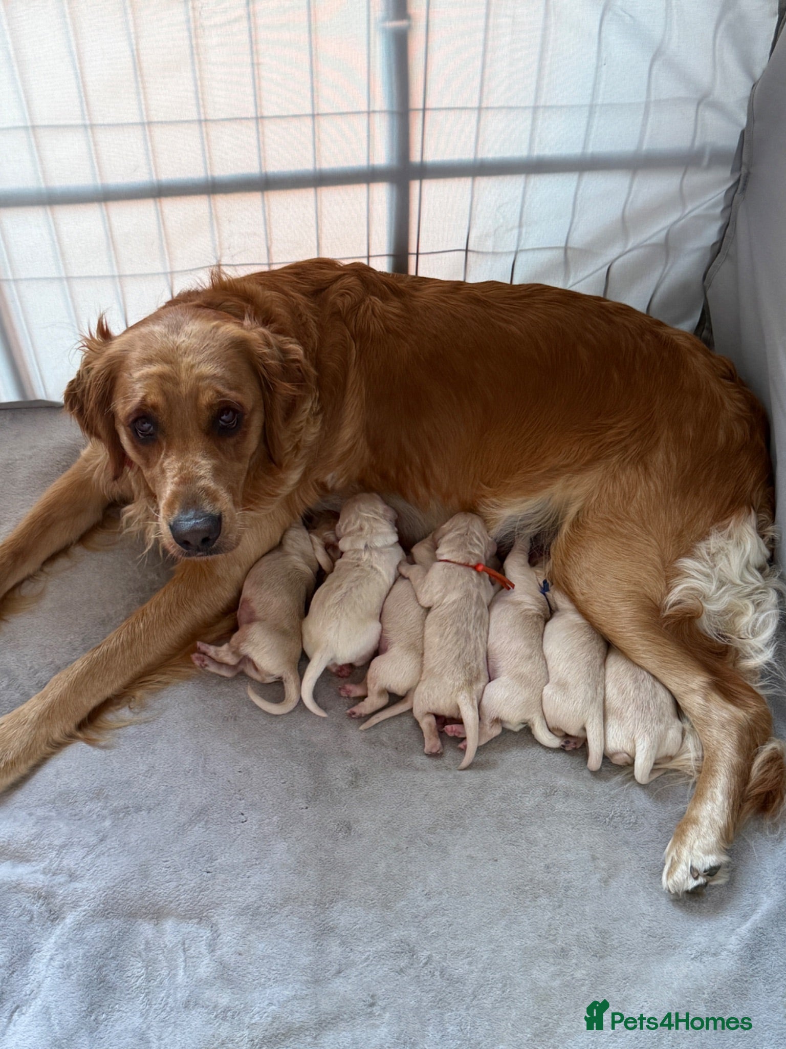 Golden Retriever dogs KC registered golden retriever puppies - Advert 1