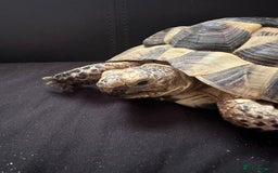 Tortoise reptiles for sale: Dave the Mediterranean spur thighed  - Advert 5