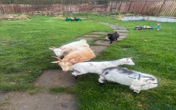 Goats livestock for sale: Loving goats looking for new pastures  - Image 5