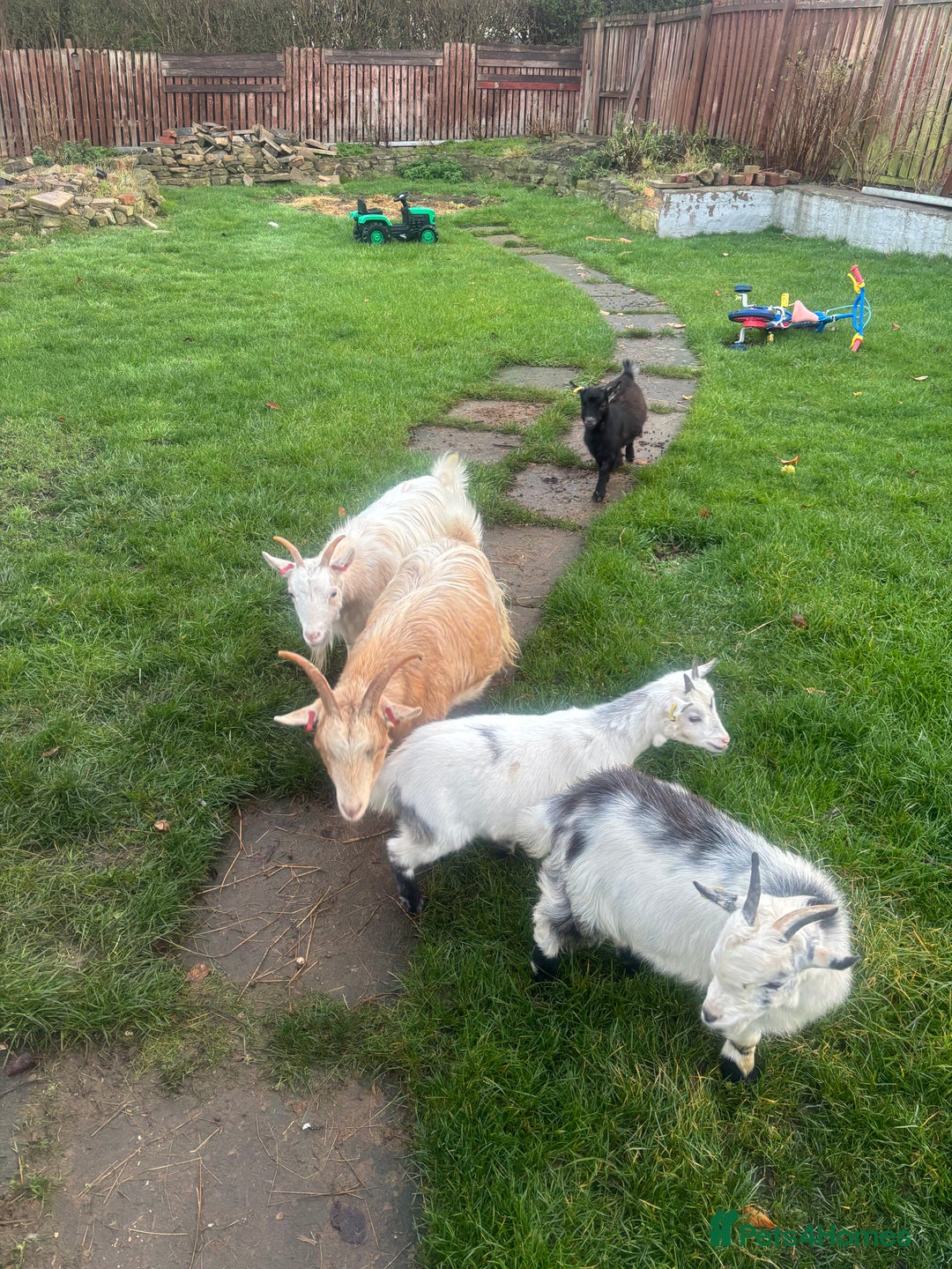 Goats livestock for sale: Loving goats looking for new pastures  - Image 5