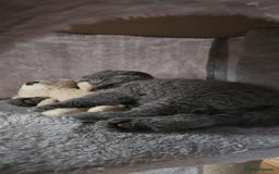 Scottish Fold cats for sale: kittens for sale British Shorthair & Scottish Fold - Image 3