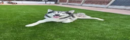 Siberian Husky dogs for stud: PROVEN KC Registered Siberian Husky Stud ONLY - Advert 3