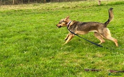 Mixed Breed dogs for adoption: Justice - Norwich Norfolk  in Norwich - Image 13