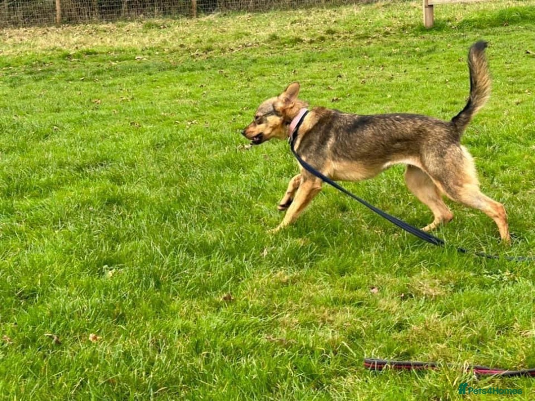 Mixed Breed dogs for adoption: Justice - Norwich Norfolk  in Norwich - Image 13