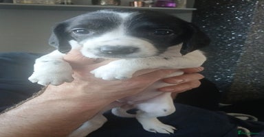 Mixed Breed dogs - Advert 5