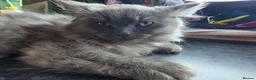 Mixed Breed cats for sale: Super fluffy ragdoll kittens. Cuddly teddy bears - Advert 25