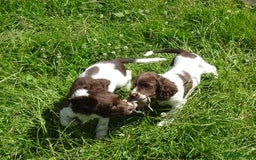 English Springer Spaniel dogs for sale: English Springer Spaniel Puppy 2 - English Springer Spaniel Puppies - Image 8