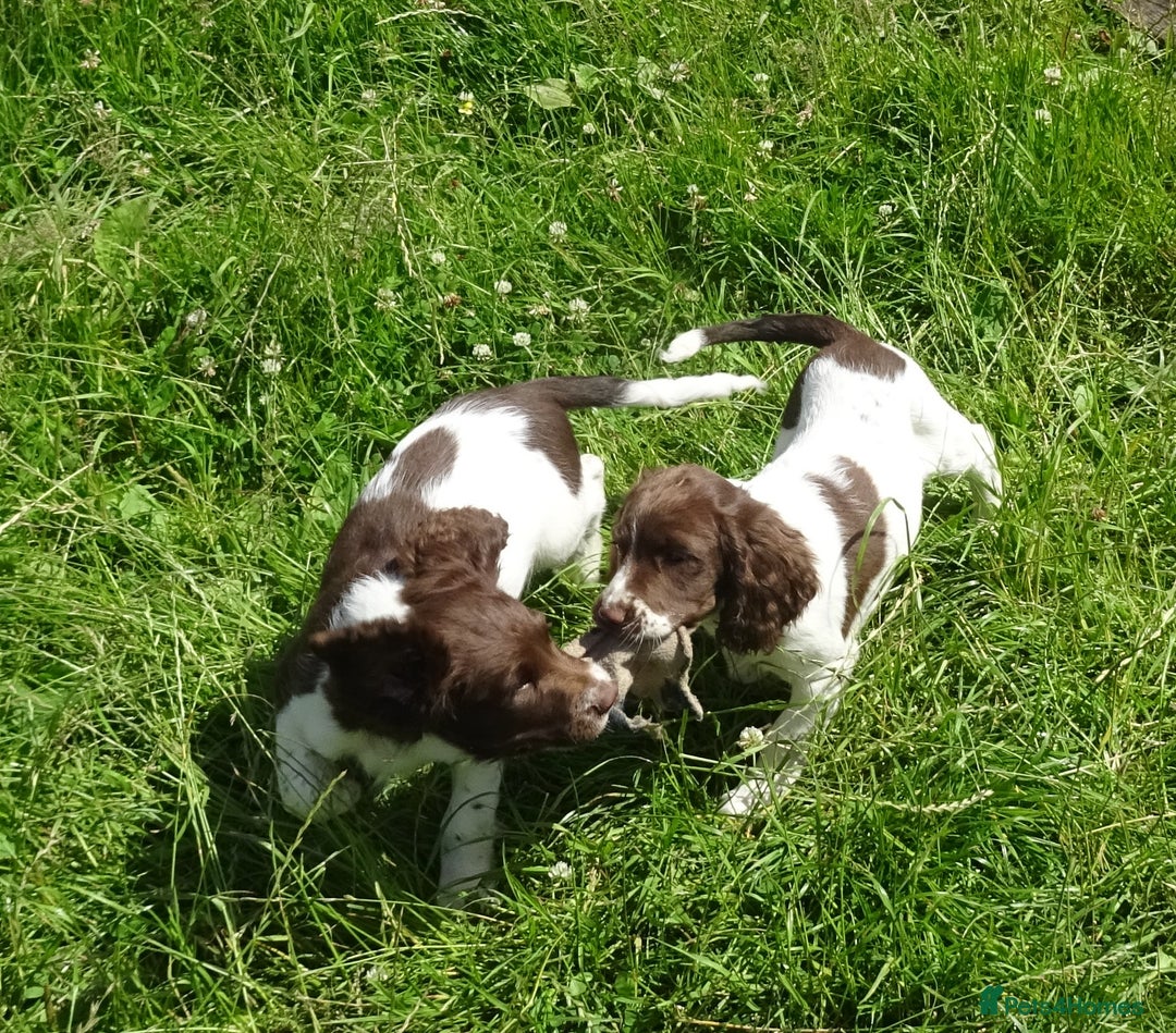 English Springer Spaniel dogs for sale: English Springer Spaniel Puppy 2 - English Springer Spaniel Puppies - Image 8