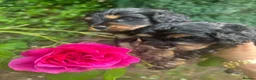 Cavapoo dogs for sale: Adorable Cavapoo puppies - Advert 15