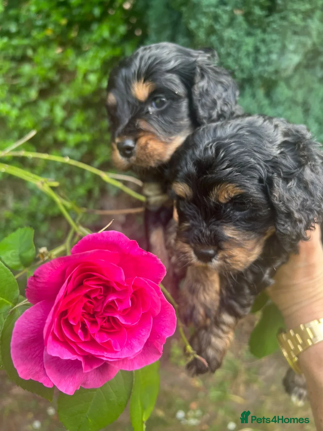 Cavapoo dogs for sale: Adorable Cavapoo puppies - Advert 15