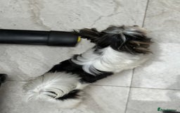 Yorkshire Terrier dogs for stud: Yorkshire terrier  - Image 2