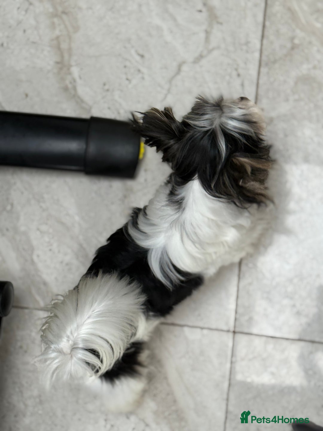 Yorkshire Terrier dogs for stud: Yorkshire terrier  - Image 2