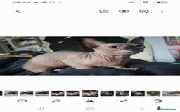 Sphynx cats for sale: 1 year old.  Miniature short leg bambino  - Image 2