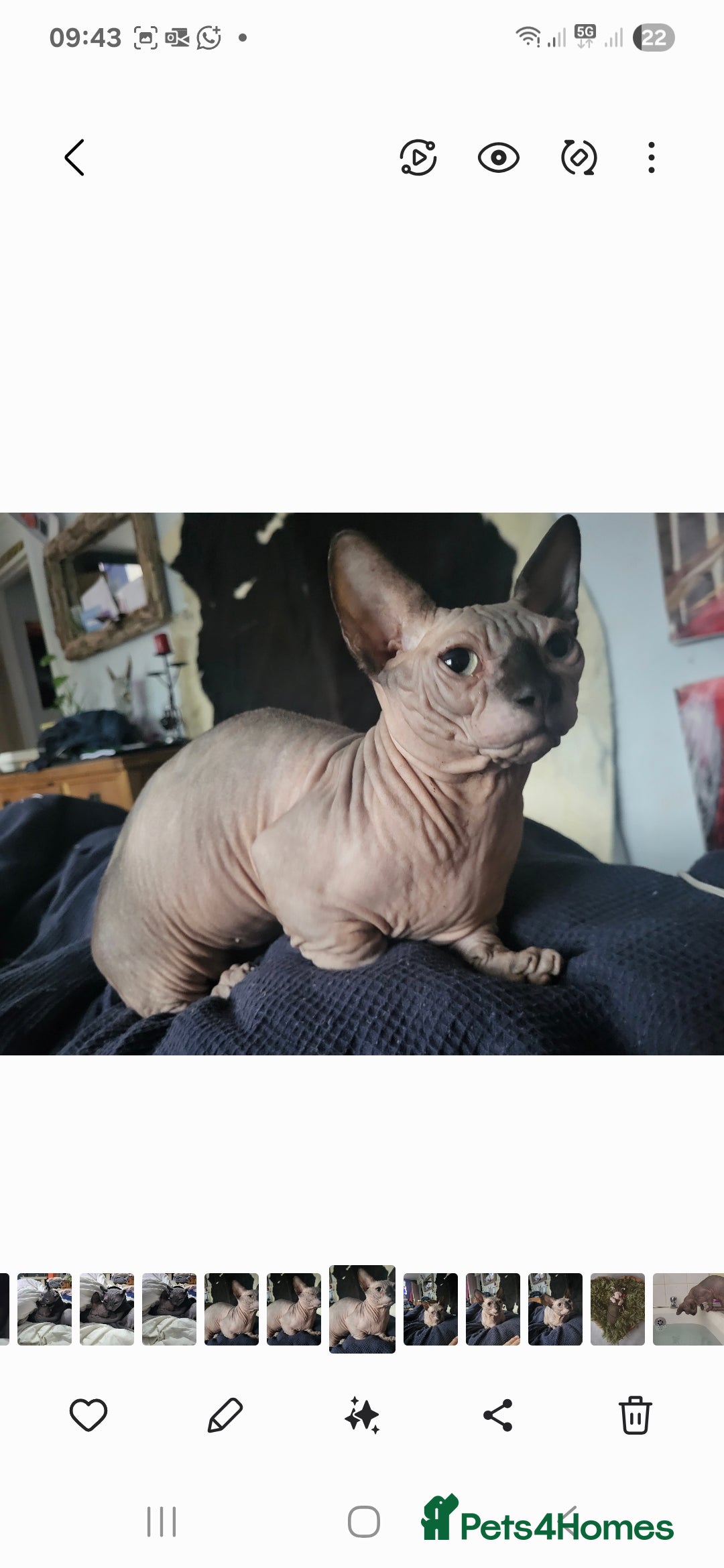Sphynx cats for sale: 1 year old.  Miniature short leg bambino  - Image 2