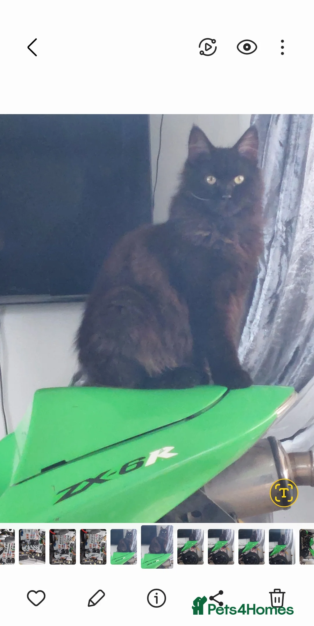 Maine Coon cats for sale: Female maine coon - Advert 2