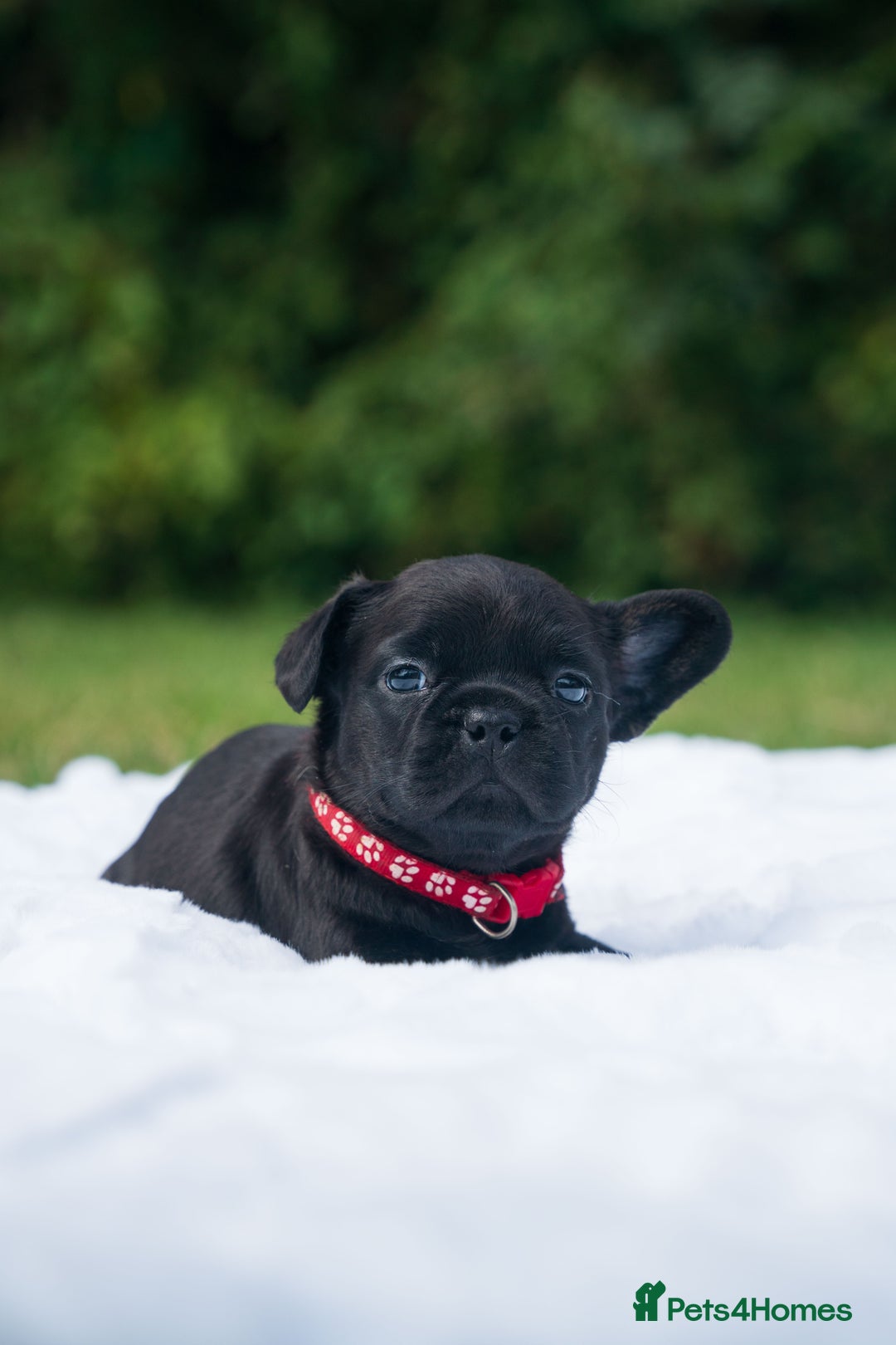 French Bulldog dogs for sale: Rare French bulldogs - Image 8