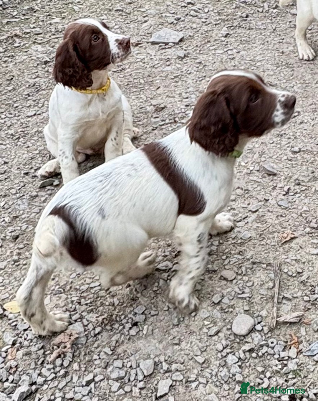 English Springer Spaniel dogs for sale: GAMEKEEPER BRED SPRINGER SPANIEL PUPS - Image 23