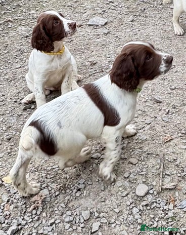 English Springer Spaniel dogs - Advert 8