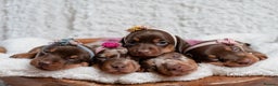Miniature Dachshund dogs for sale: Chocolate dachshund girls  - Advert 21