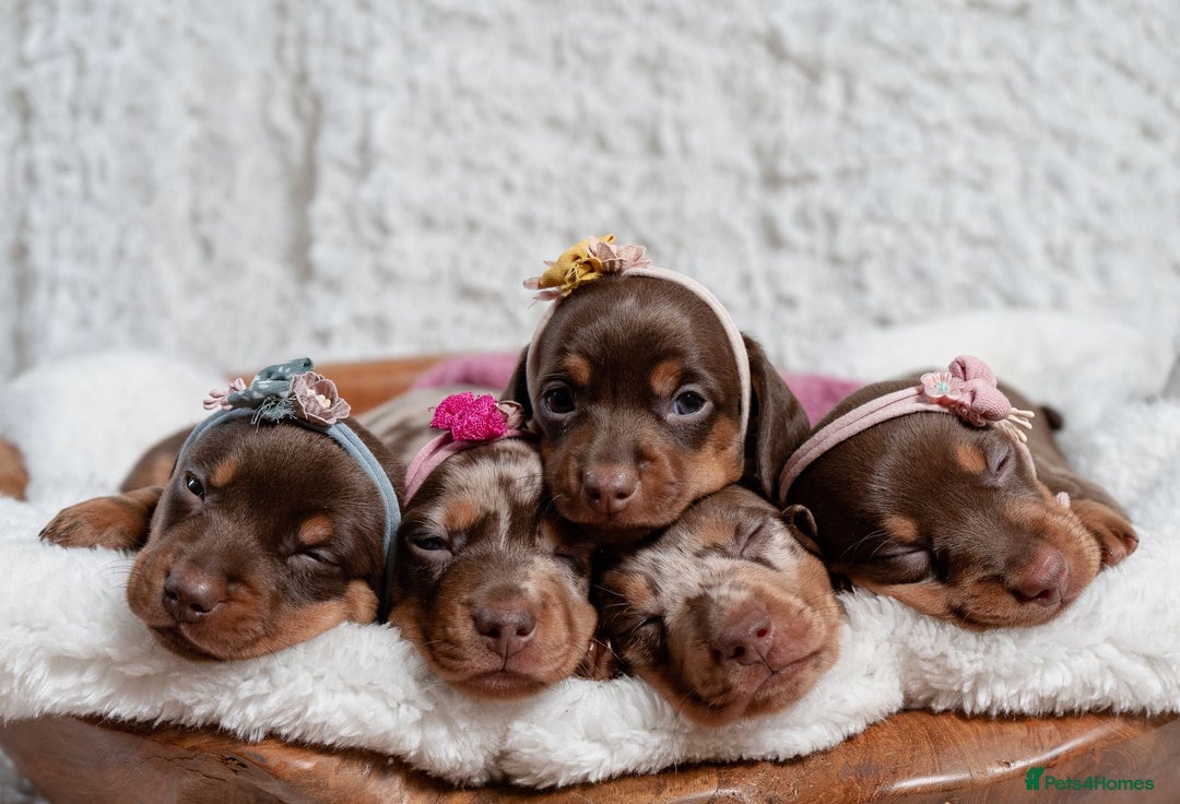 Miniature Dachshund dogs for sale: Daschund pups chocolate and chocolate dapple - Image 11