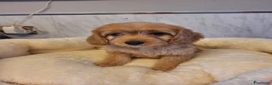 Cavapoo 6