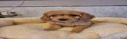 Cavapoo dogs for sale: F1 CAVAPOO READY NOW - Advert 13