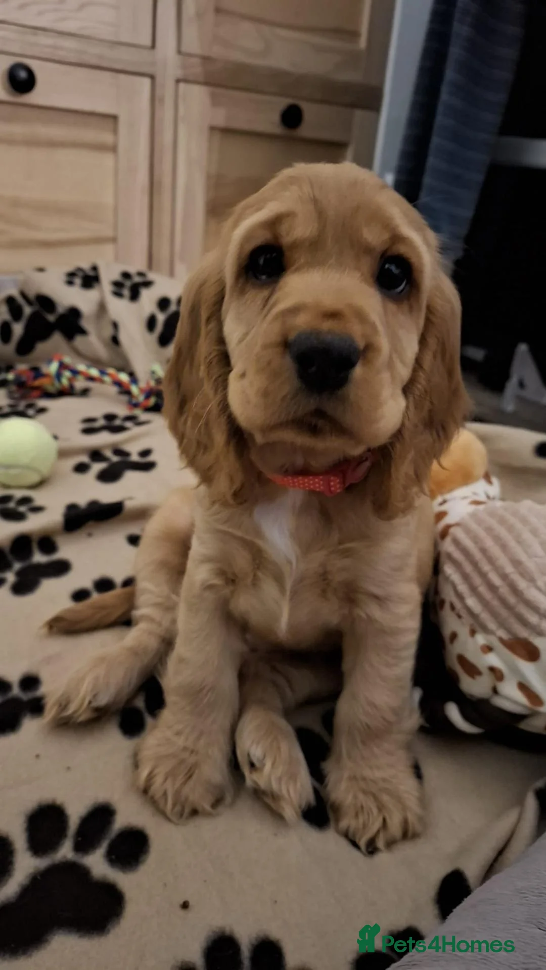 Cocker Spaniel dogs for sale: KC reg Show Cocker Spaniel. Parents health tested - Advert 2