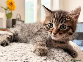 Mixed Breed cats Beautiful Kittens - Advert 10