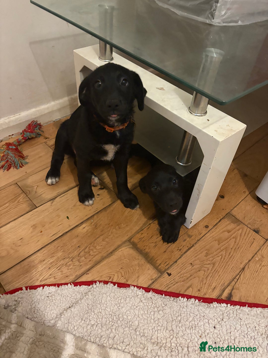 Goldador dogs for sale: Goldador puppies ready for rehome now!  - Advert 8