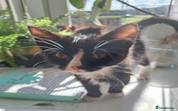 Mixed Breed cats for sale: 3 adorable black and white girls for sale. - Image 7